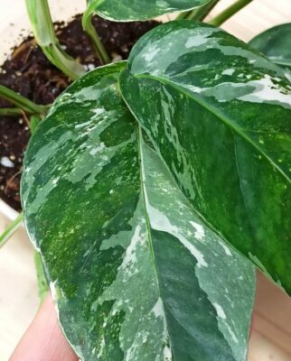 Acheter Epipremnum Pinnatum Variegata En Ligne IndoorPoppies