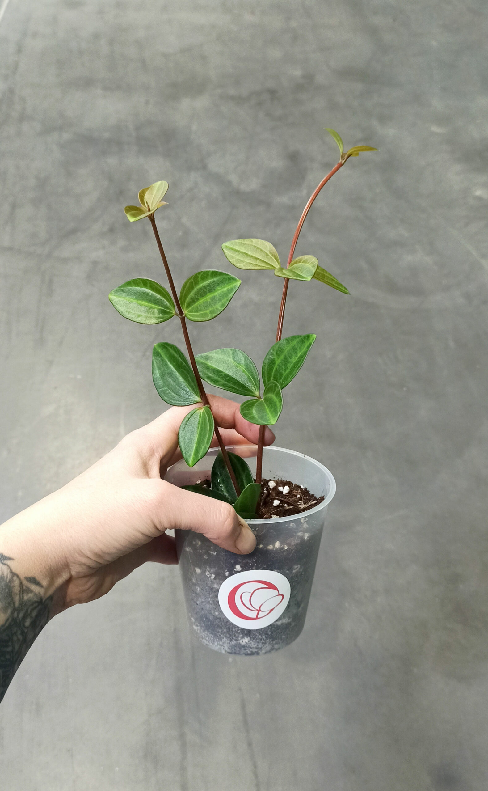 Acheter Peperomia Angulata En Ligne Indoorpoppies