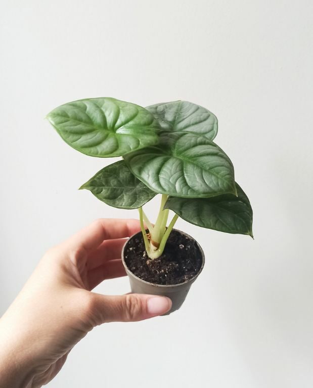 alocasia silver dragon baby