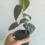 philodendron brandtianum baby