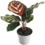 calathea makoyana baby