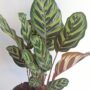 calathea makoyanna taille M