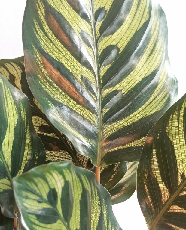 calathea makoyanna feuilles
