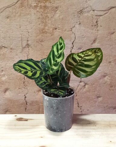 Coffret trio Calathea & Maranta alternative