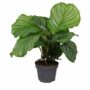 Calathea Orbifolia