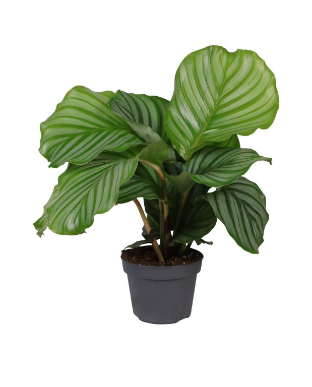 Calathea Orbifolia