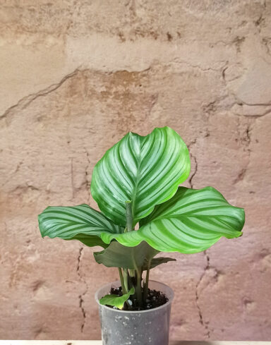 calathea orbifolia