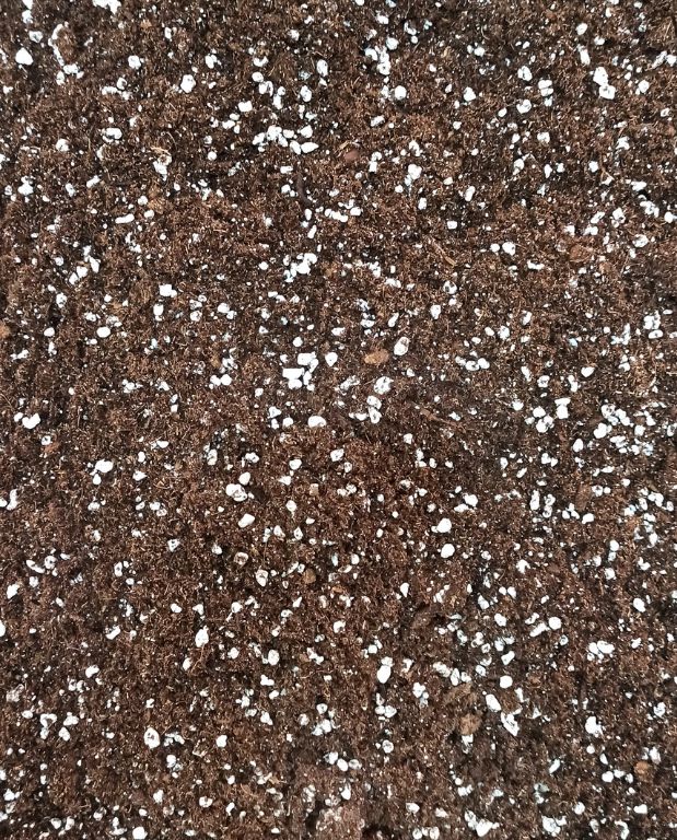 Terreau universel Premium pour Aracées - Substrat enrichi en Mycorhize et Bacillus