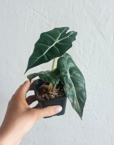 Alocasia amazonica polly – Small alternative