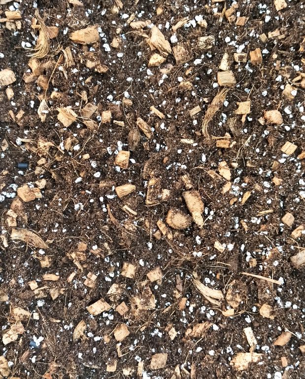 Terreau Aroïd Premium pour Aracées - Substrat enrichi en Mycorhize et Bacillus