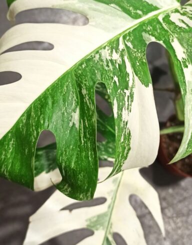 Monstera Deliciosa Variegata alternative