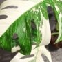 monstera deliciosa variegata