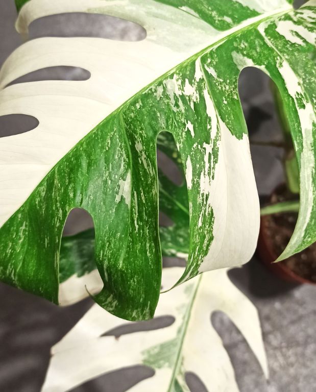 monstera deliciosa variegata