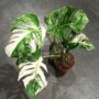 monstera deliciosa variegata gros plan feuilles variegata