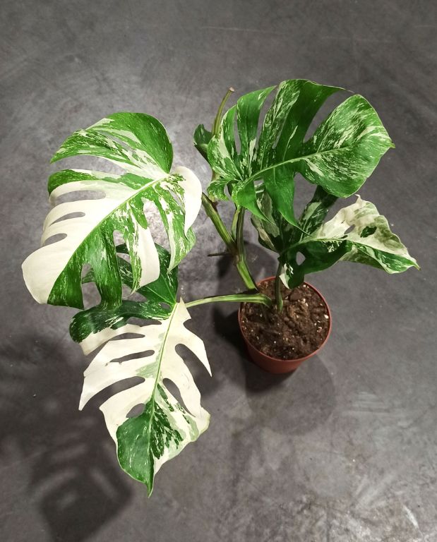monstera deliciosa variegata gros plan feuilles variegata