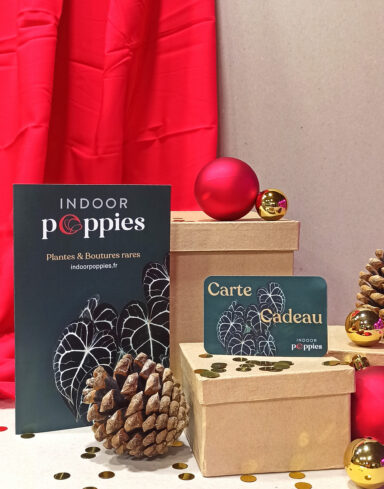 Carte Cadeau Plantes alternative