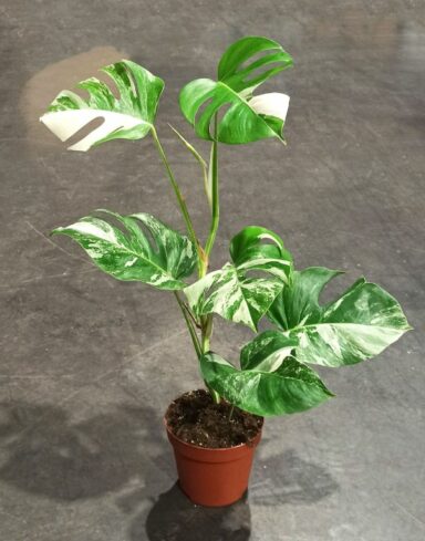 monstera deliciosa variegata feuillage variegata plante rare
