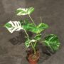 monstera deliciosa variegata taille XL pot 19cm
