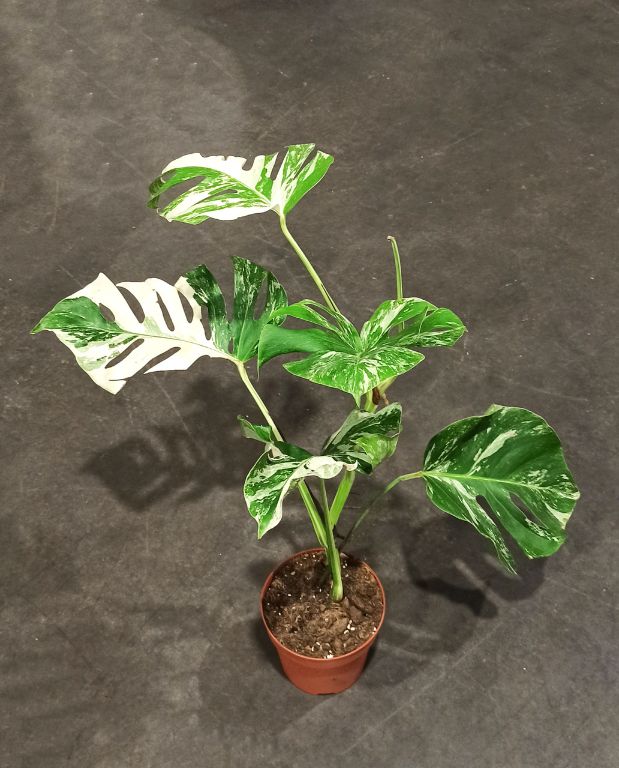 monstera deliciosa variegata taille XL pot 19cm