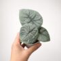 Alocasia melo 6cm small