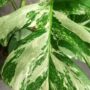 monstera deliciosa variegata feuilles variegata blanches et vertes