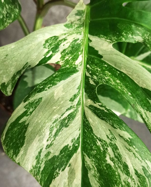 monstera deliciosa variegata feuilles variegata blanches et vertes