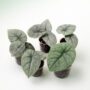 Alocasia melo 6cm small