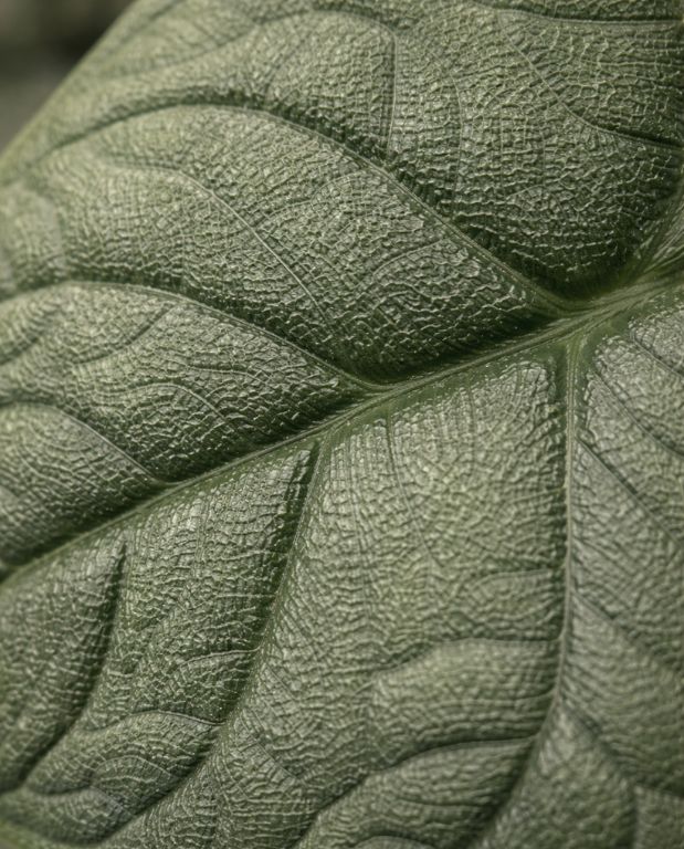 Alocasia melo 6cm small