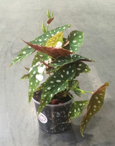 Begonia maculata Wightii