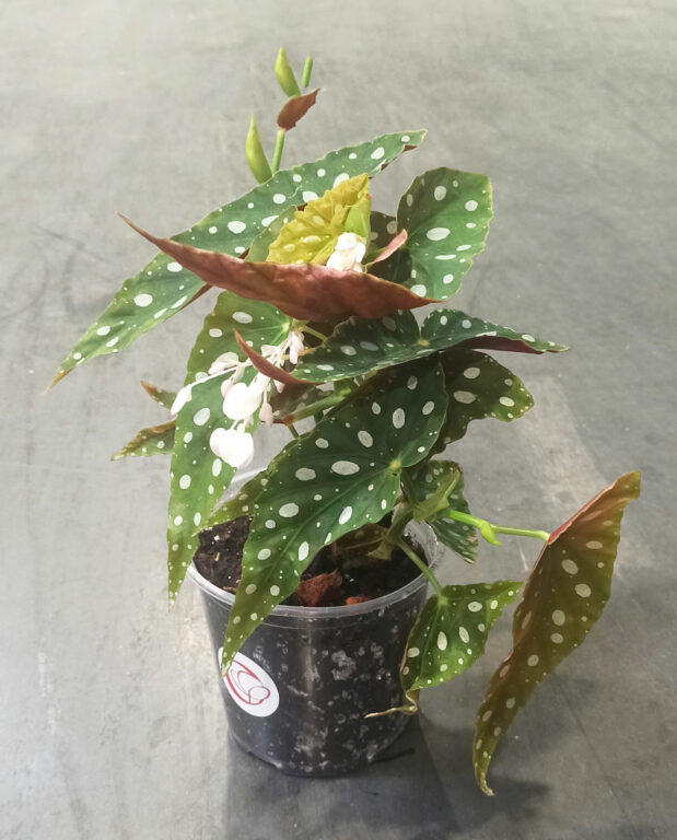 Begonia maculata Wightii