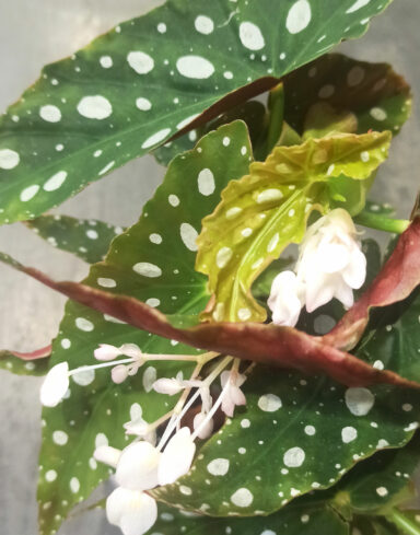 Begonia maculata Wightii alternative