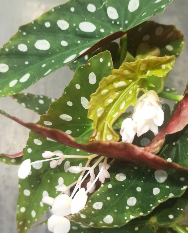 Begonia maculata Wightii