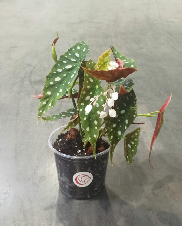 Begonia maculata Wightii