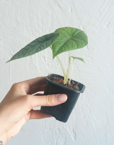 Alocasia Melo – Small alternative