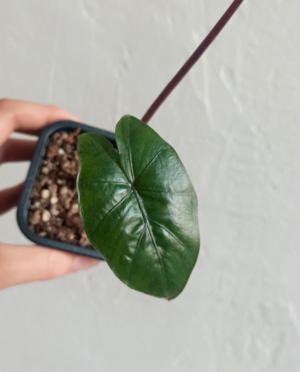 Rizoma Di Alocasia Yucatan Princess Variegata – Pianta Da Interno, Colori Vivaci - Foto 2