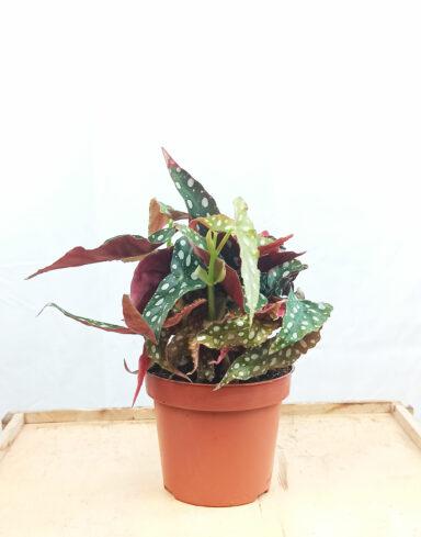 begonia maculata wentii
