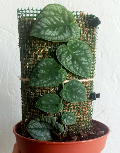 Monstera Dubia alternative