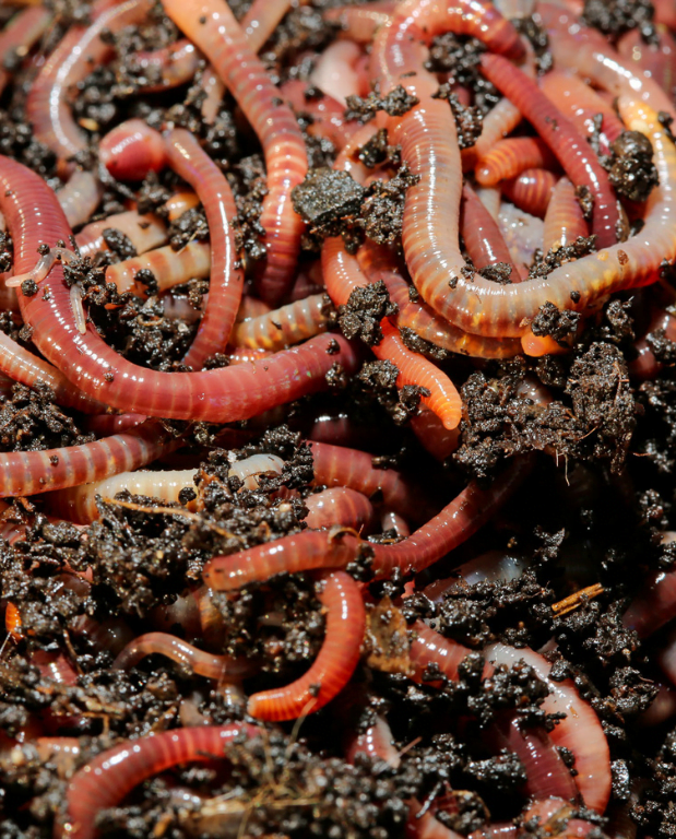 Jus Vers Acheter Engrais Jus de vers - Lombrithé en ligne - IndoorPoppies