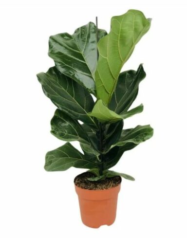 ficus lyrata