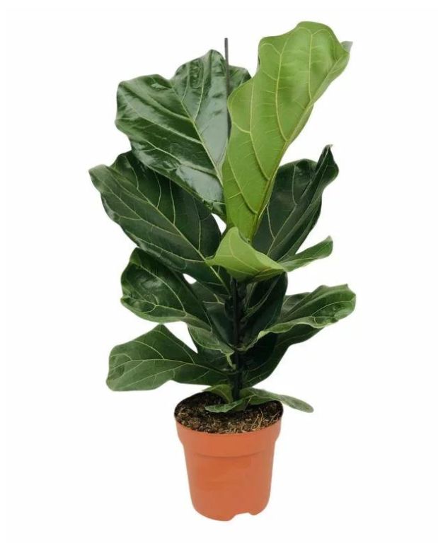 ficus lyrata