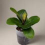Ficus Lyrata