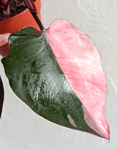 Philodendron pink princess alternative