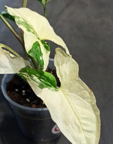 Syngonium albo variegata alternative