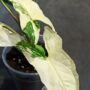 Syngonium albo variegata