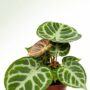 anthurium silver blush