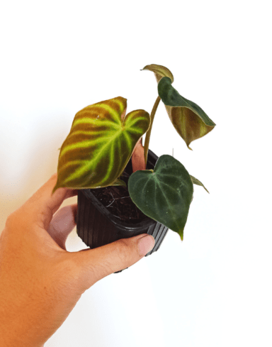 Coffret Philodendron alternative