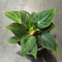 Philodendron Verrucosum Incensi