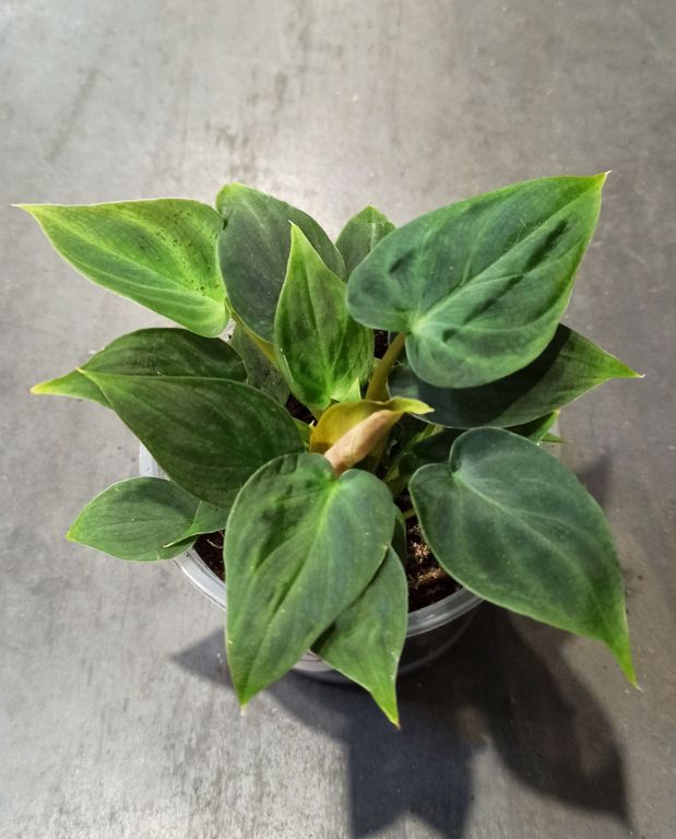 Philodendron Verrucosum Incensi