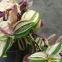 Tradescantia fluminensis quadricolor