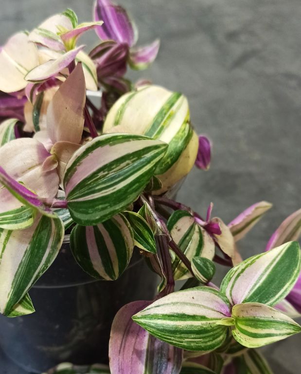 Tradescantia fluminensis quadricolor